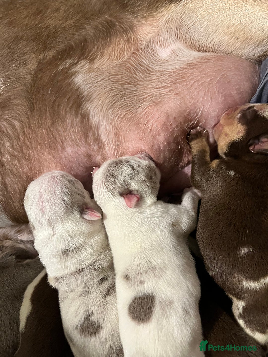 English Bulldog dogs for sale: QC puppies  - Image 11