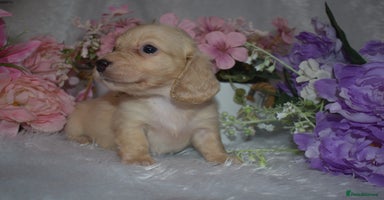 Miniature Dachshund dogs KC Long Coat Miniature Dachshund Puppies - Advert 5