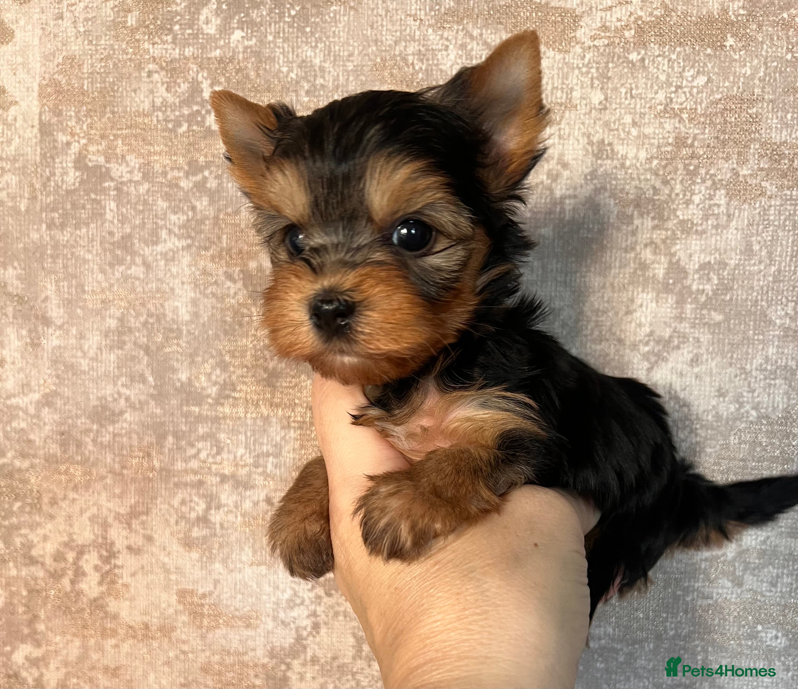 Yorkshire Terrier dogs ❣️Miniature Yorkshire Terriers – 4 Boys VERY SMALL - Advert 3