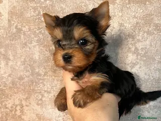 Yorkshire Terrier dogs ❣️Miniature Yorkshire Terriers – 4 Boys VERY SMALL - Advert 3