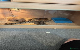 Python Snake reptiles for sale: Ball/royal python - Image 3