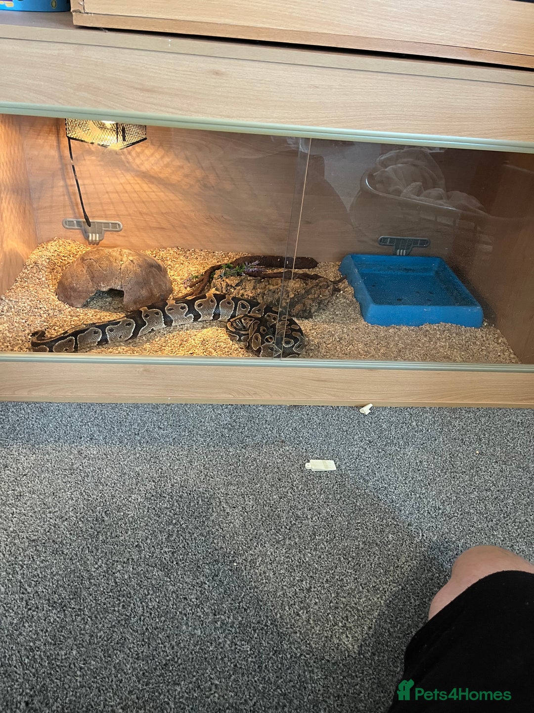 Python Snake reptiles for sale: Ball/royal python - Image 3