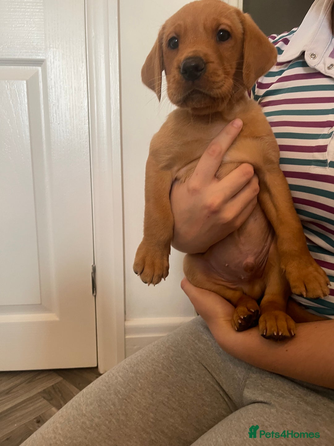 Labrador Retriever dogs for sale: Red Fox Labrador Puppies  - Image 14