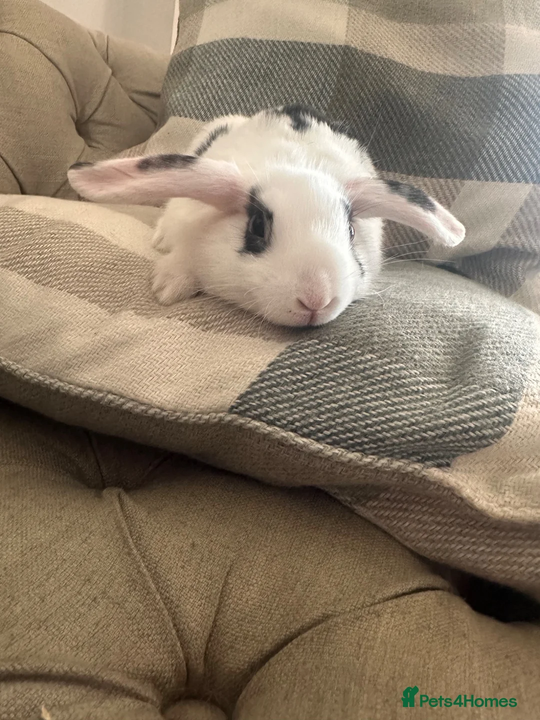 Mini Lion Lop rabbits for sale: 3 mini lion lops ready to go  - Advert 2