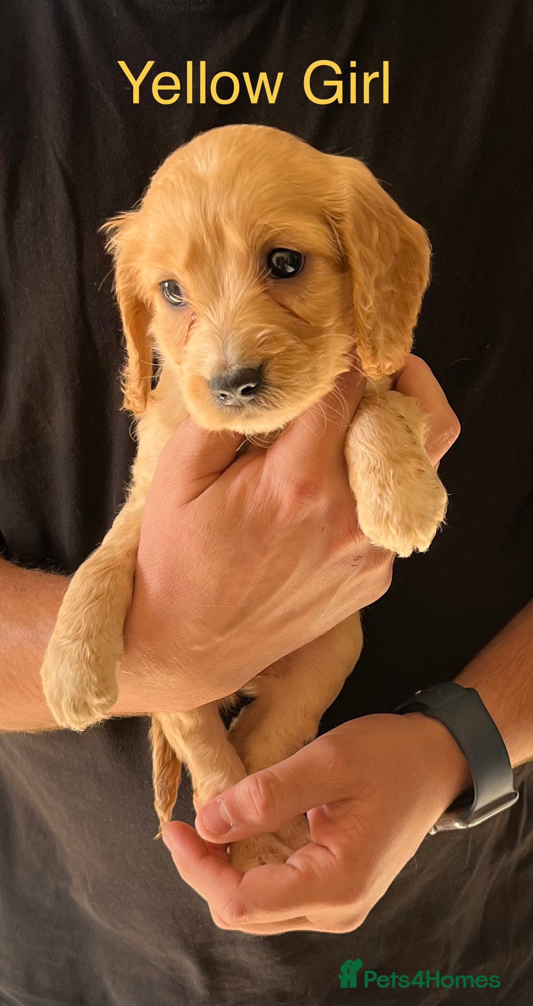 Cockapoo dogs for sale: Beautiful Cockapoo Puppies - Image 4
