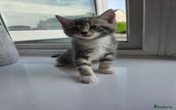 British Shorthair cats for sale: Cutie and cozy kittens are ready to join your home - Image 11