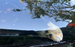 Koi Carp fish for sale: 3 Koi fish for sale - Image 10