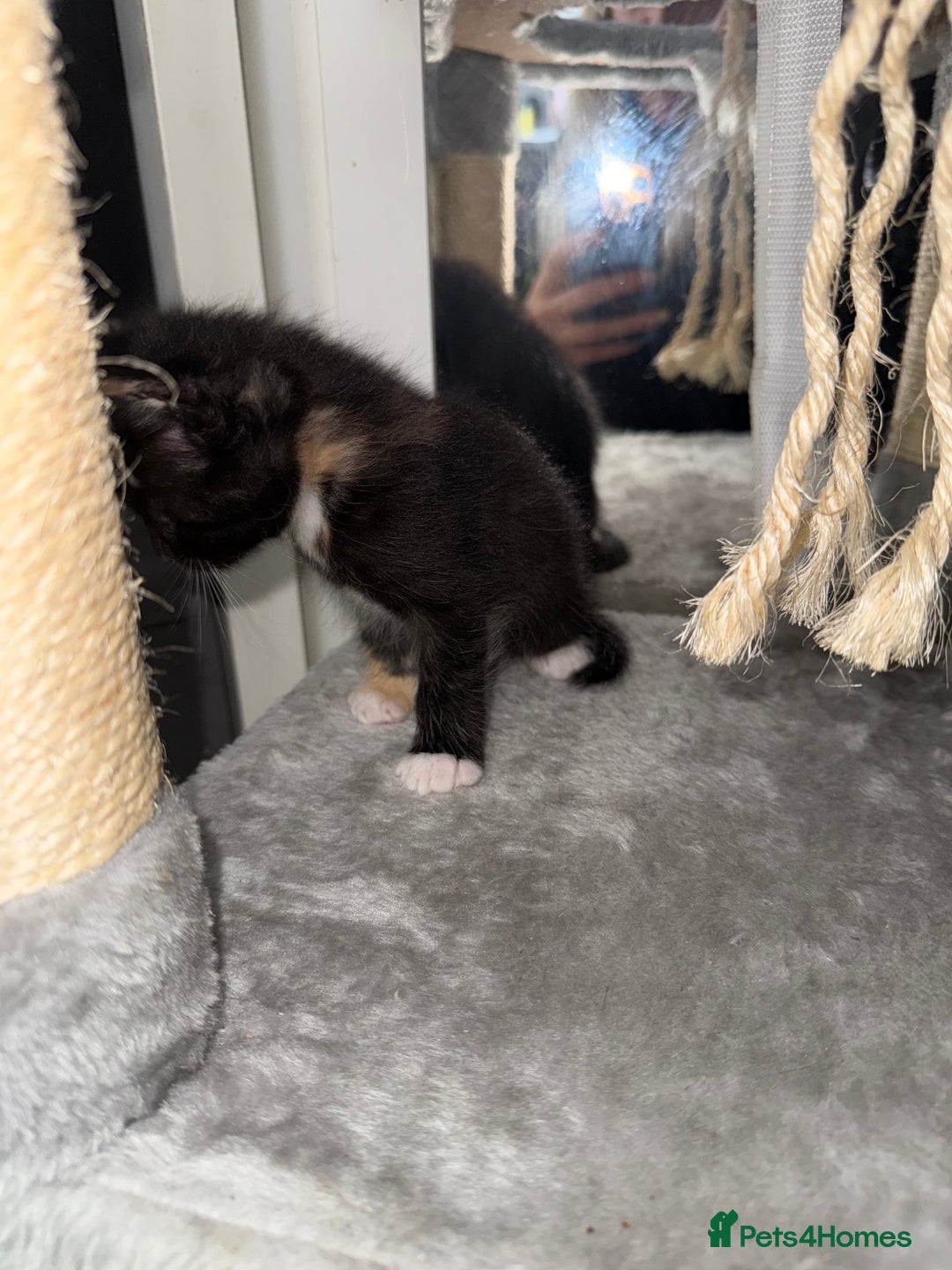 Domestic Shorthair cats for sale: Mixed kittens - Image 4