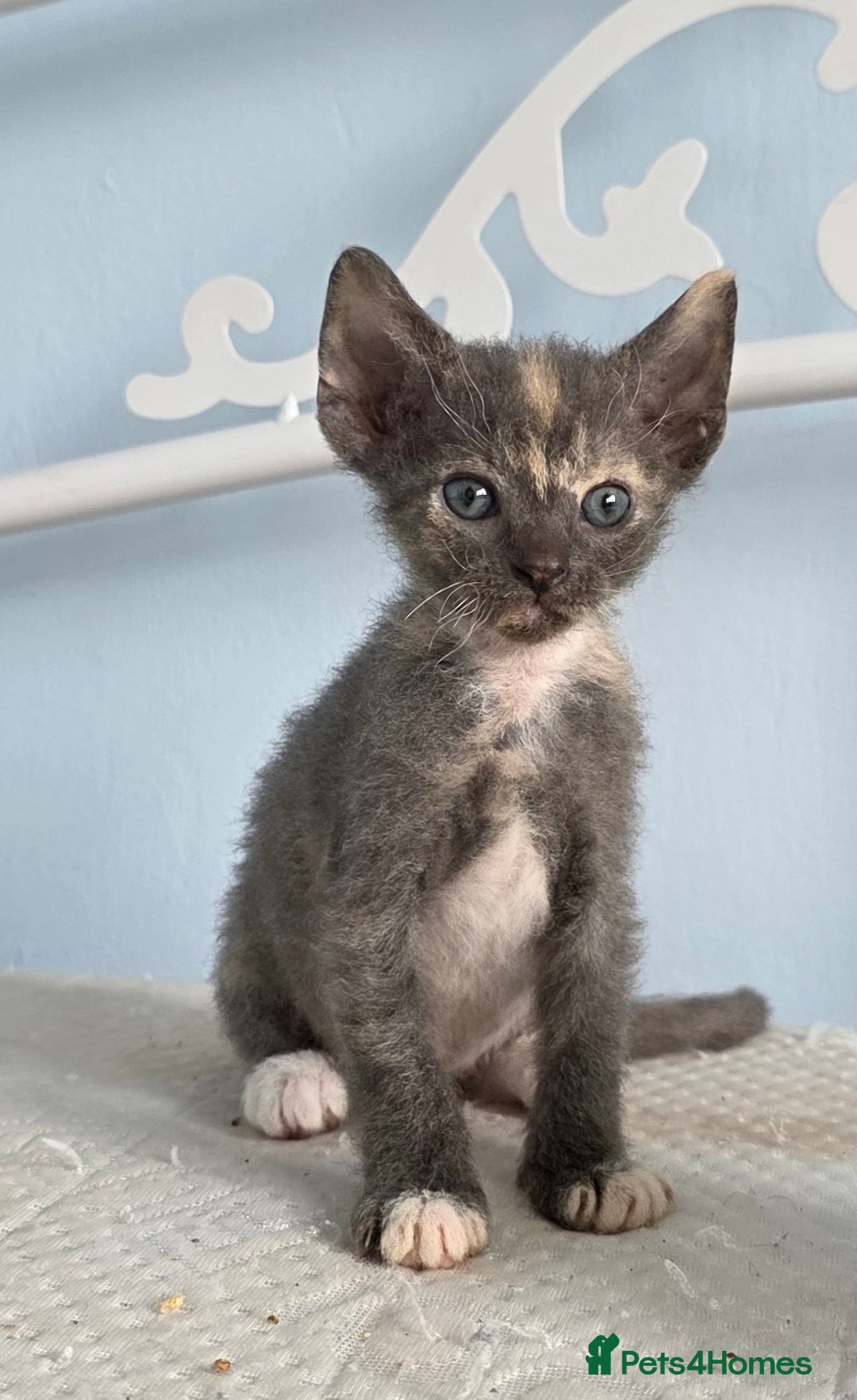 Sphynx cats for sale: Adorable Grey Female Sphynx x Devon Rex Elf Mix  - Image 2
