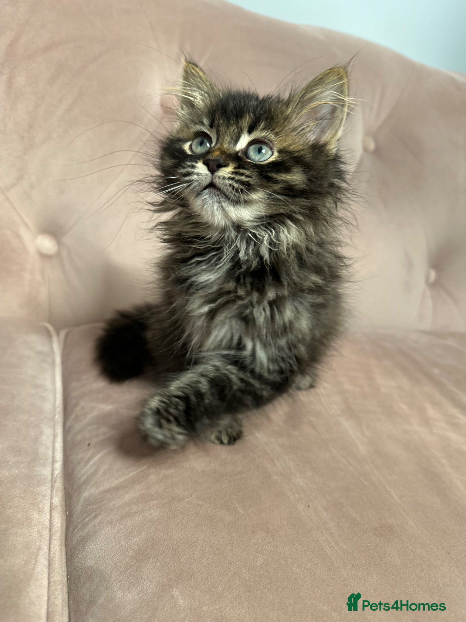 Siberian cats Siberian kittens, Ready Now 😻 - Advert 9