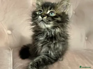 Siberian cats Siberian kittens, Ready Now 😻 - Advert 6