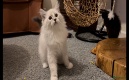 Siberian cats for sale: Sweet human friendly Siberians  - Image 2