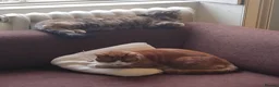 Mixed Breed cats for sale: Two gorgeous adult cats looking for a loving home - Advert 4