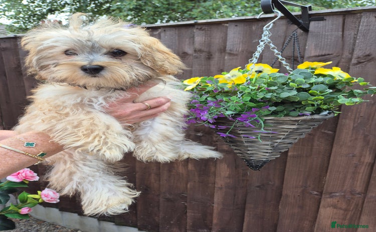 Maltipoo dogs in Ossett - Advert 9