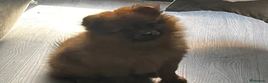 Pomeranian 2