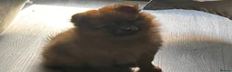 Pomeranian dogs for sale: 14 weeks old girl toy fox face pomeranian  - Advert 8