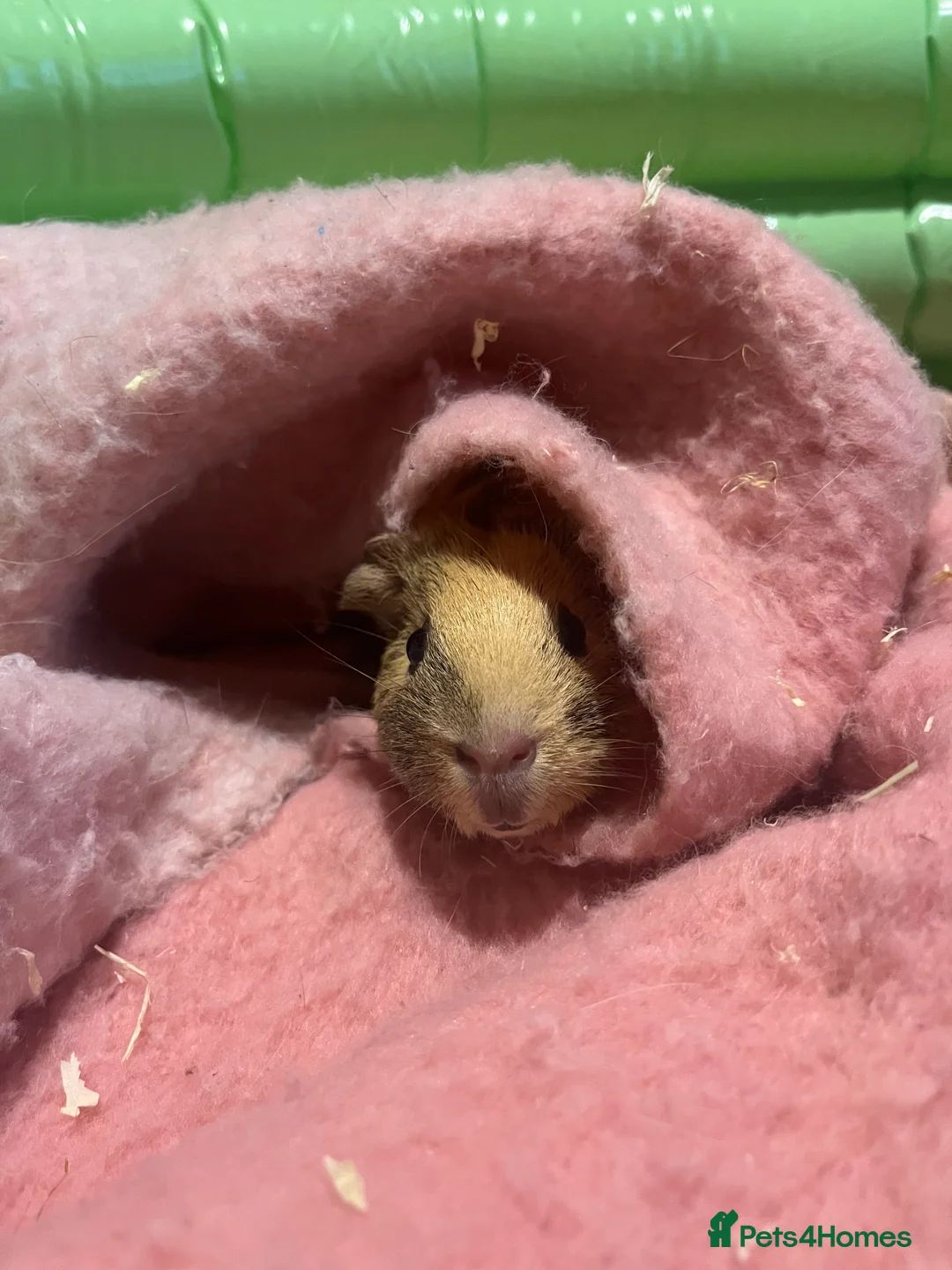 Guinea Pig rodents for sale: Female guinea pig  - Advert 3