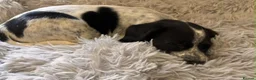 Mixed Breed dogs for sale: Gorgeous girl Nala in Rugby - Advert 3