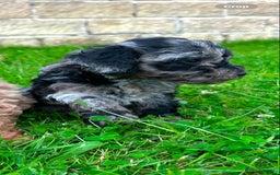 Miniature Poodle dogs for sale: Beautiful male miniature poodle puppies - Image 1