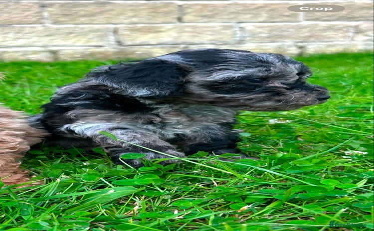 Miniature Poodle dogs - Advert 3