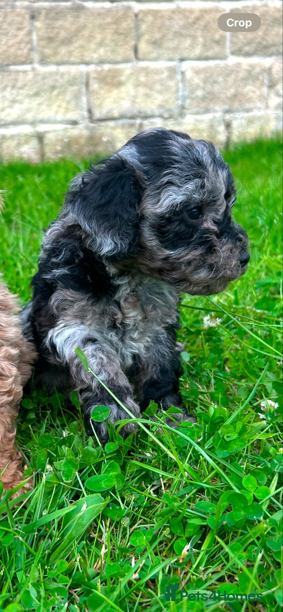 Miniature Poodle dogs for sale: Beautiful male miniature poodle puppies - Image 1