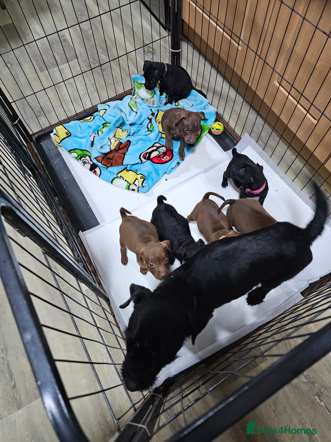 Patterdale Terrier dogs for sale: BEAUTIFUL PATTERDALE TERRIERS FOR SALE  - Advert 14