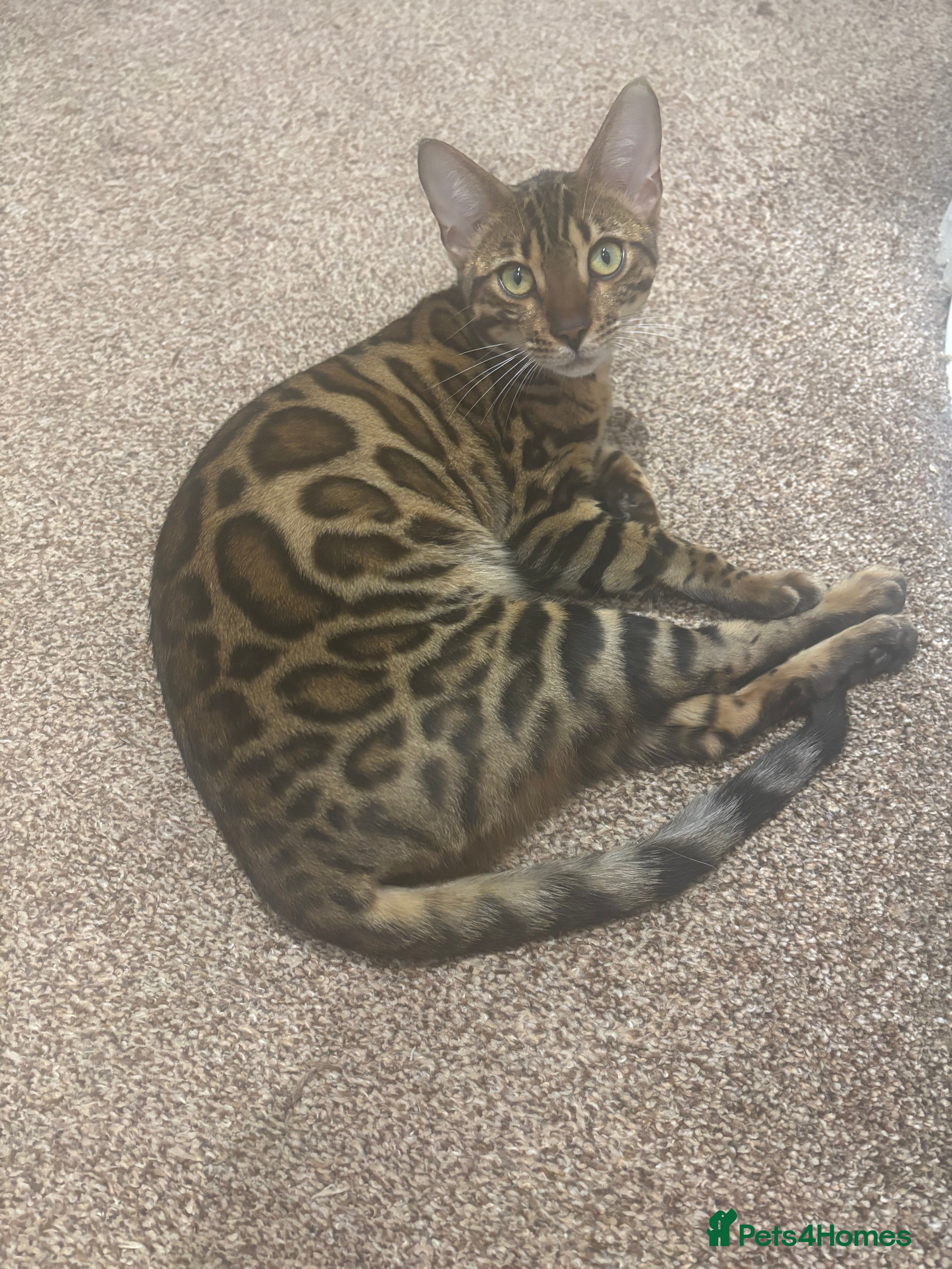 Bengal cats Beautiful Pure Bengal Female Kitten - Vaccinated  - Advert 5