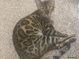 Bengal cats Beautiful Pure Bengal Female Kitten - Vaccinated - Advert 9