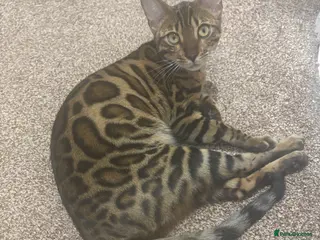 Bengal cats Beautiful Pure Bengal Female Kitten - Vaccinated - Advert 18