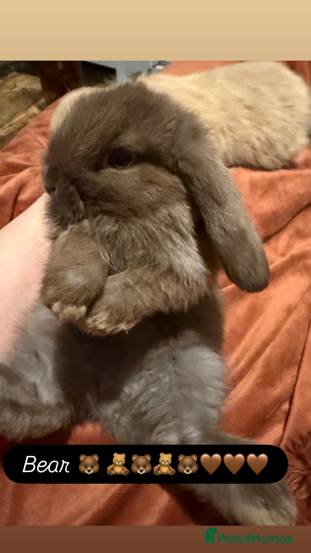 Mini Lop rabbits Gorgeous Mini Lops  - Advert 1
