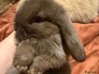 Mini Lop rabbits Gorgeous Mini Lops - Advert 2