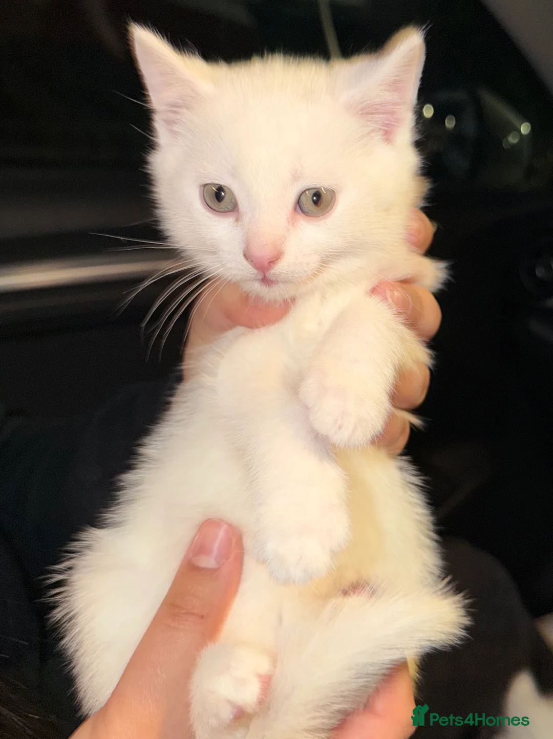 Bengal cats for sale: White Fluffy Bengal/Tabby Kittens  - Advert 2