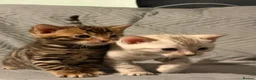 Bengal cats for sale: Outstanding pedigree bengals!  - Advert 19