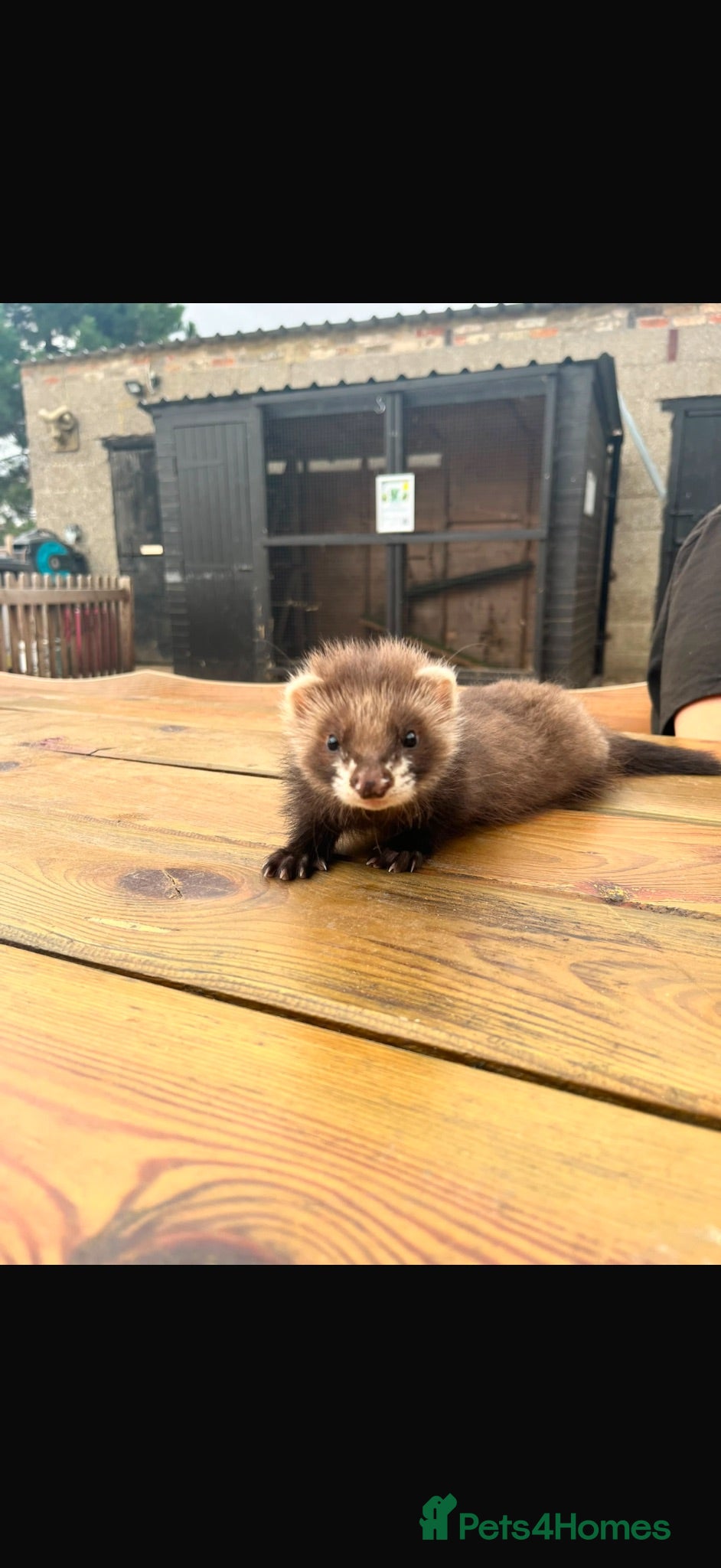 Ferret rodents 1 Beautiful Female Angora Baby Polecat - Advert 2