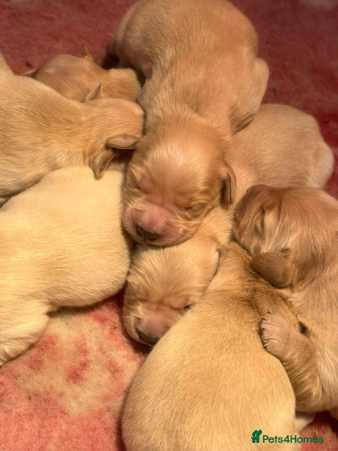 Golden Retriever dogs for sale: Golden Retriever puppies  - Advert 7
