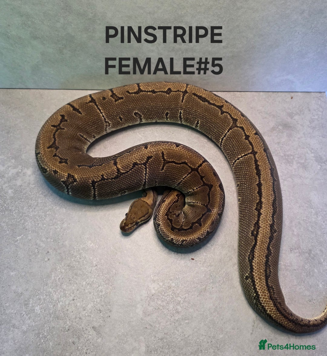 Python Snake reptiles for sale: Royal pythons - Image 8