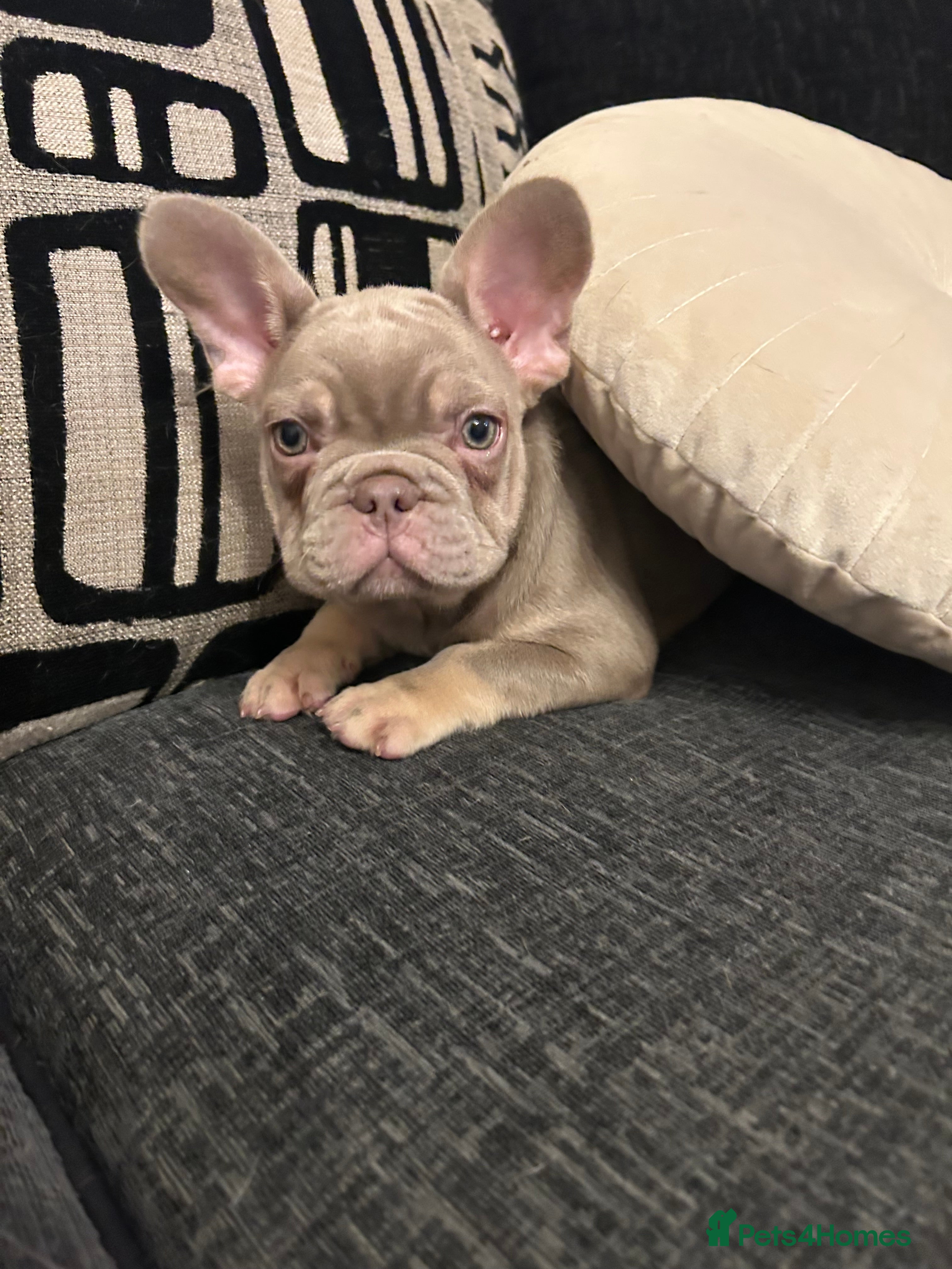 French Bulldog dogs Kc registered french bulldog puppies LAST 2 GIRLS  - Advert 8