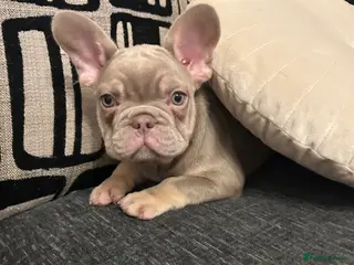 French Bulldog dogs Kc registered french bulldog puppies LAST 2 GIRLS - Advert 8