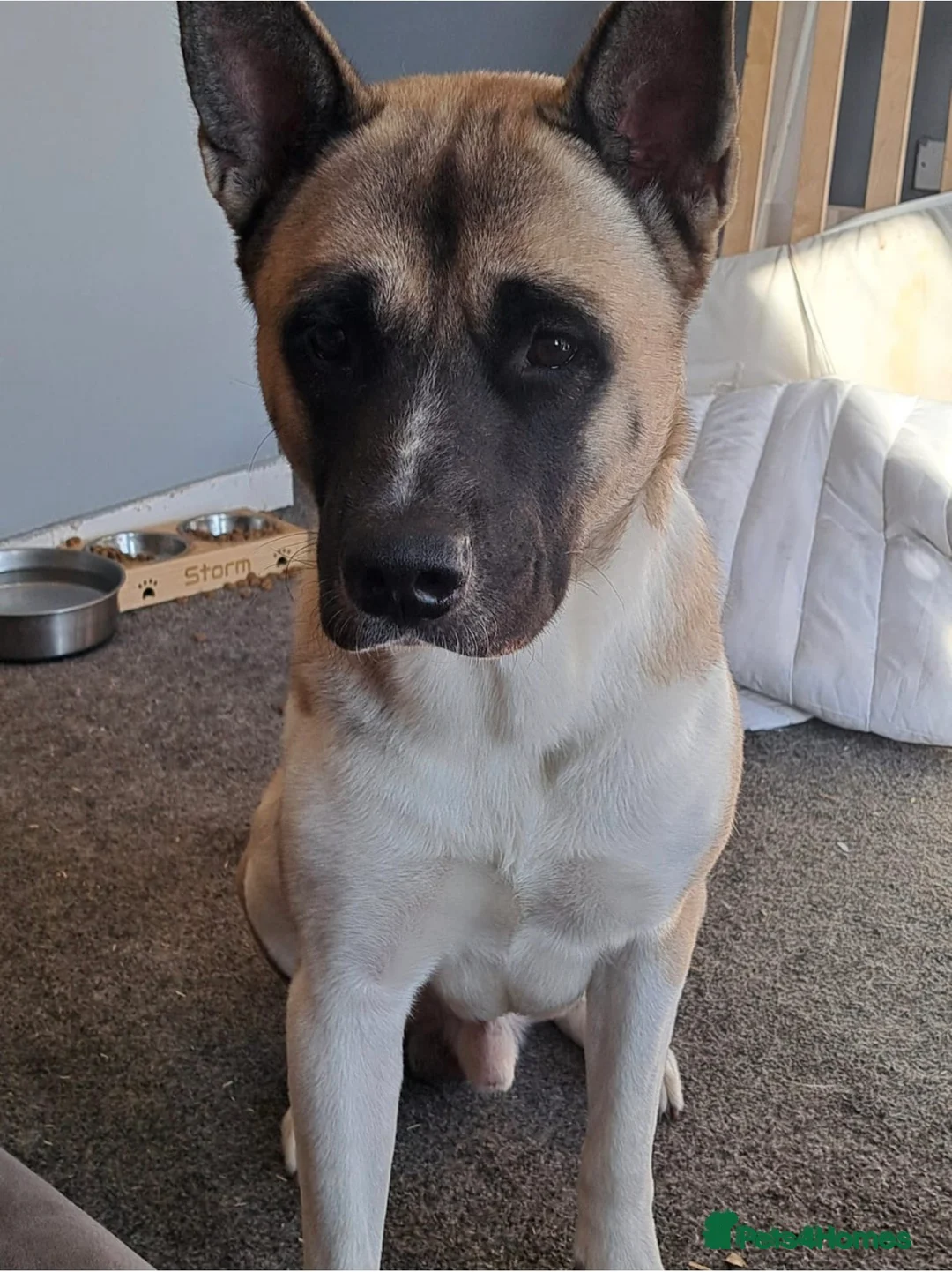 Akita dogs for sale: Big Boy Storm An All American Akita  - Advert 7