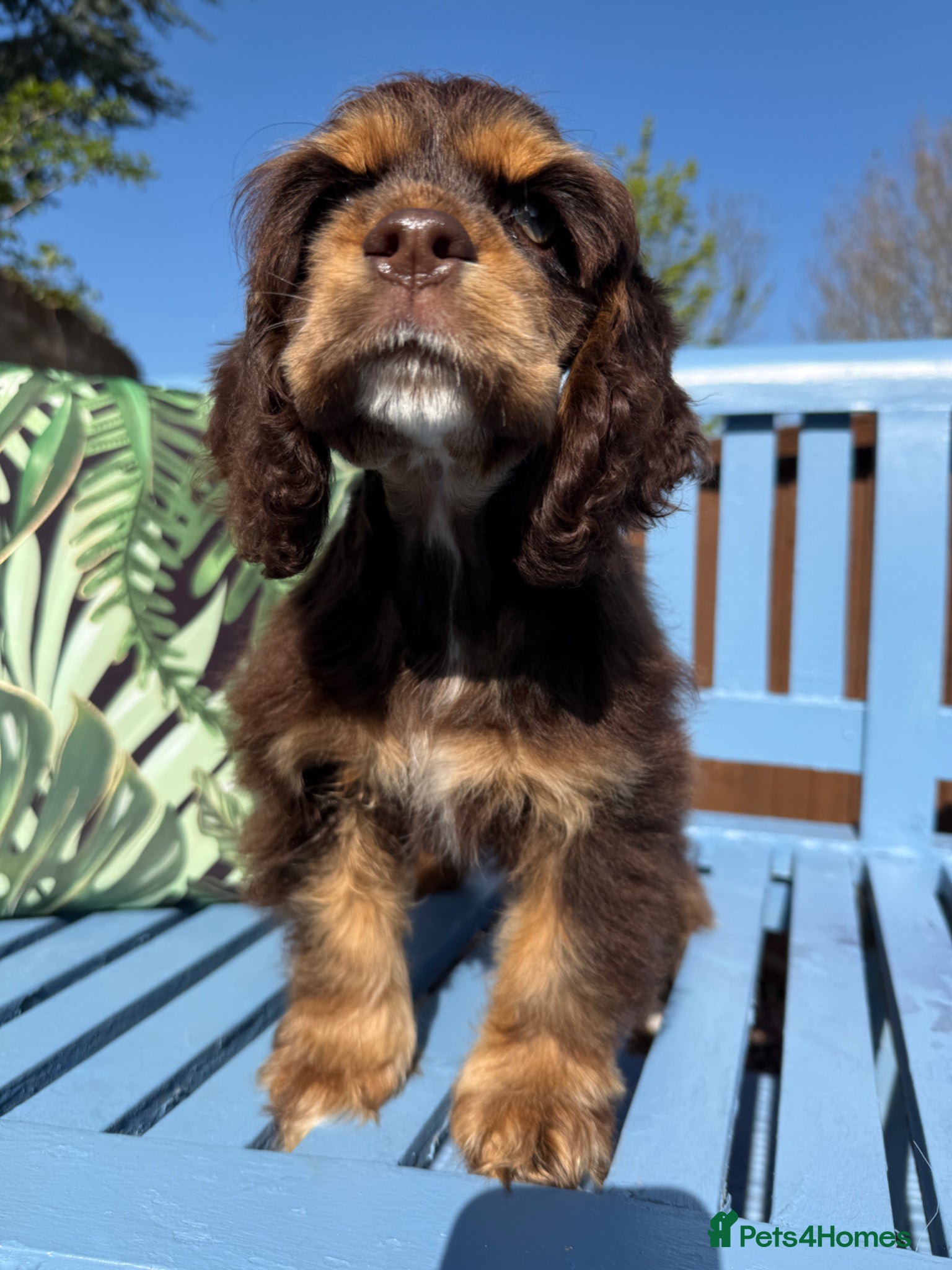 American Cocker Spaniel dogs KC reg. pure American Cocker Spaniel puppies  - Advert 1