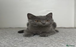 Scottish Fold cats for sale: Two straight gorgeous Boys 🐾 - Image 3