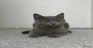 Scottish Fold cats - Advert 4