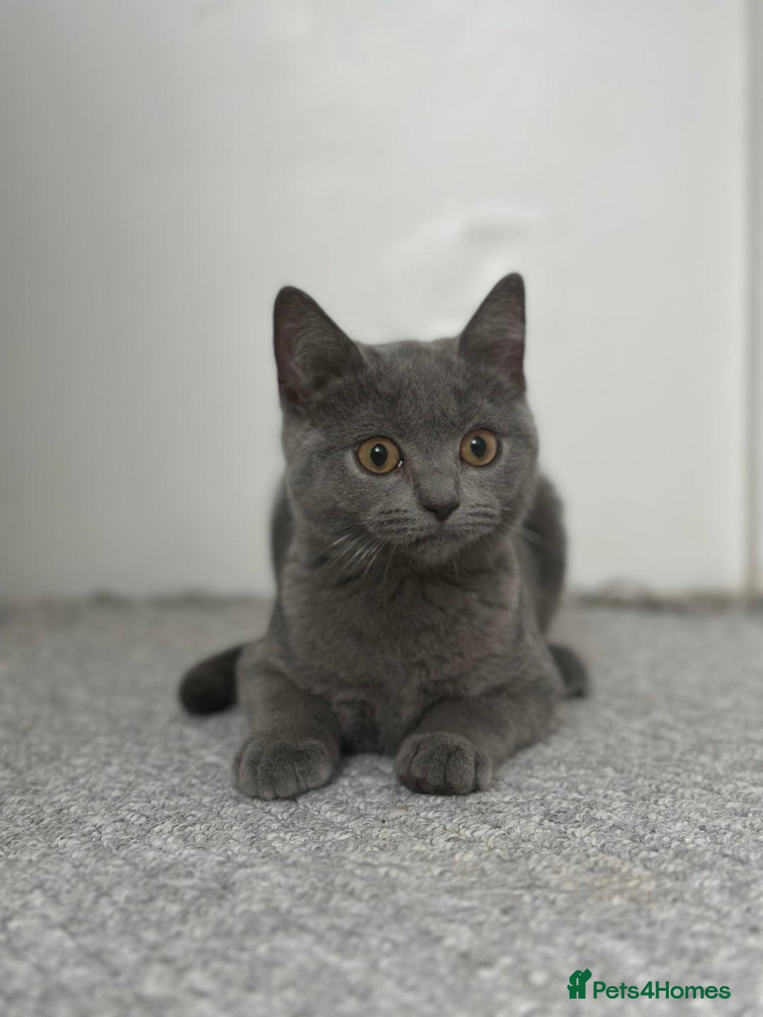 Scottish Fold cats for sale: Two straight gorgeous Boys 🐾 - Image 3