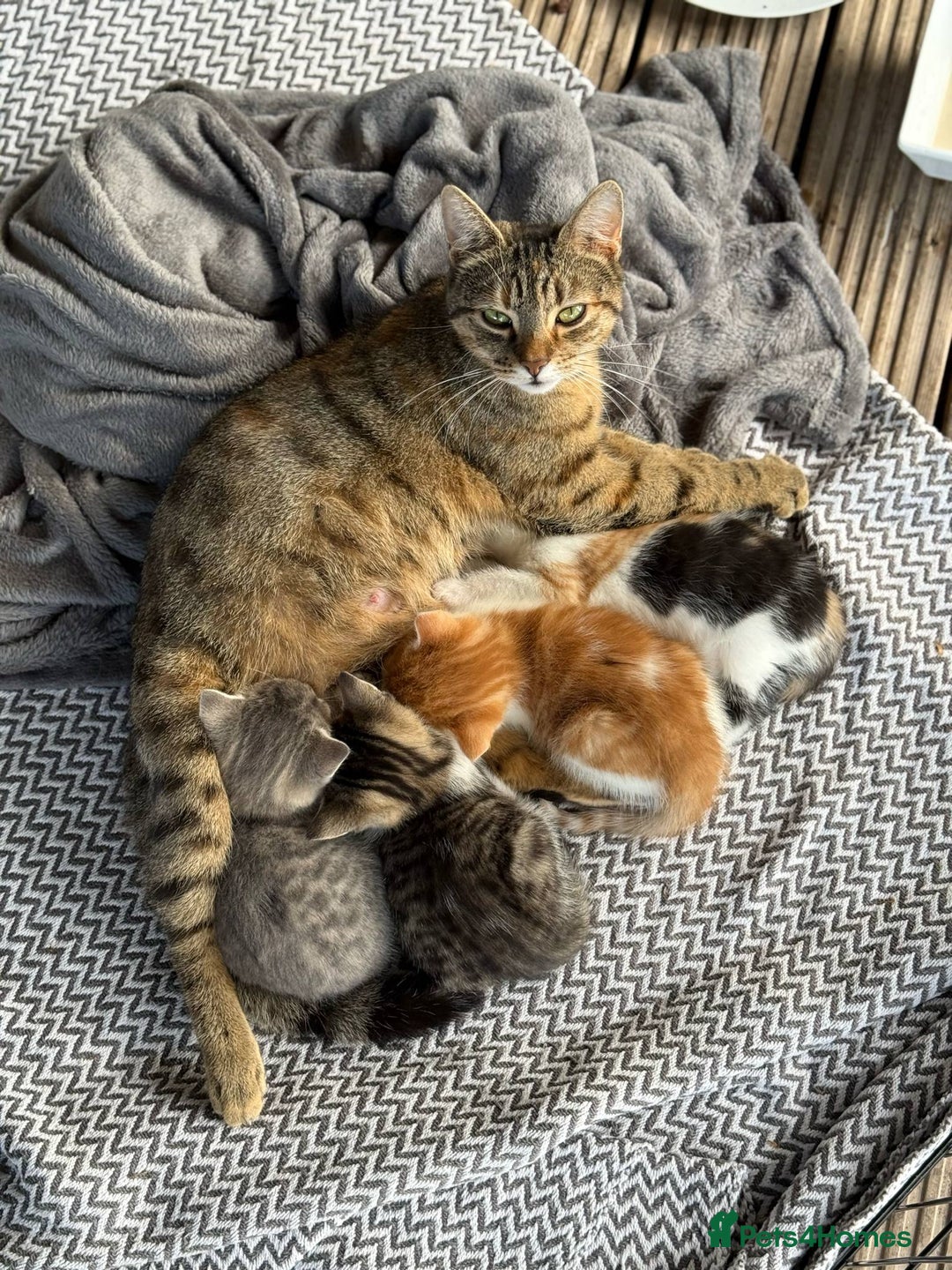 Mixed Breed cats for sale: Kittens in Denbigh - Image 5