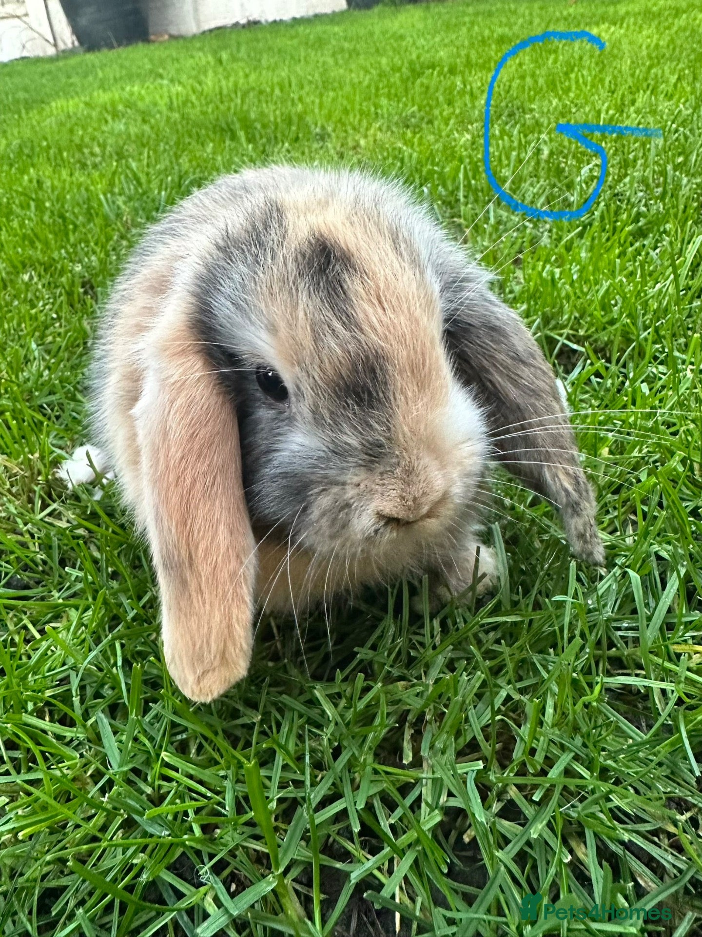 Mini Lop rabbits for sale: Mini Lop Rabbits For Sale  - Advert 1
