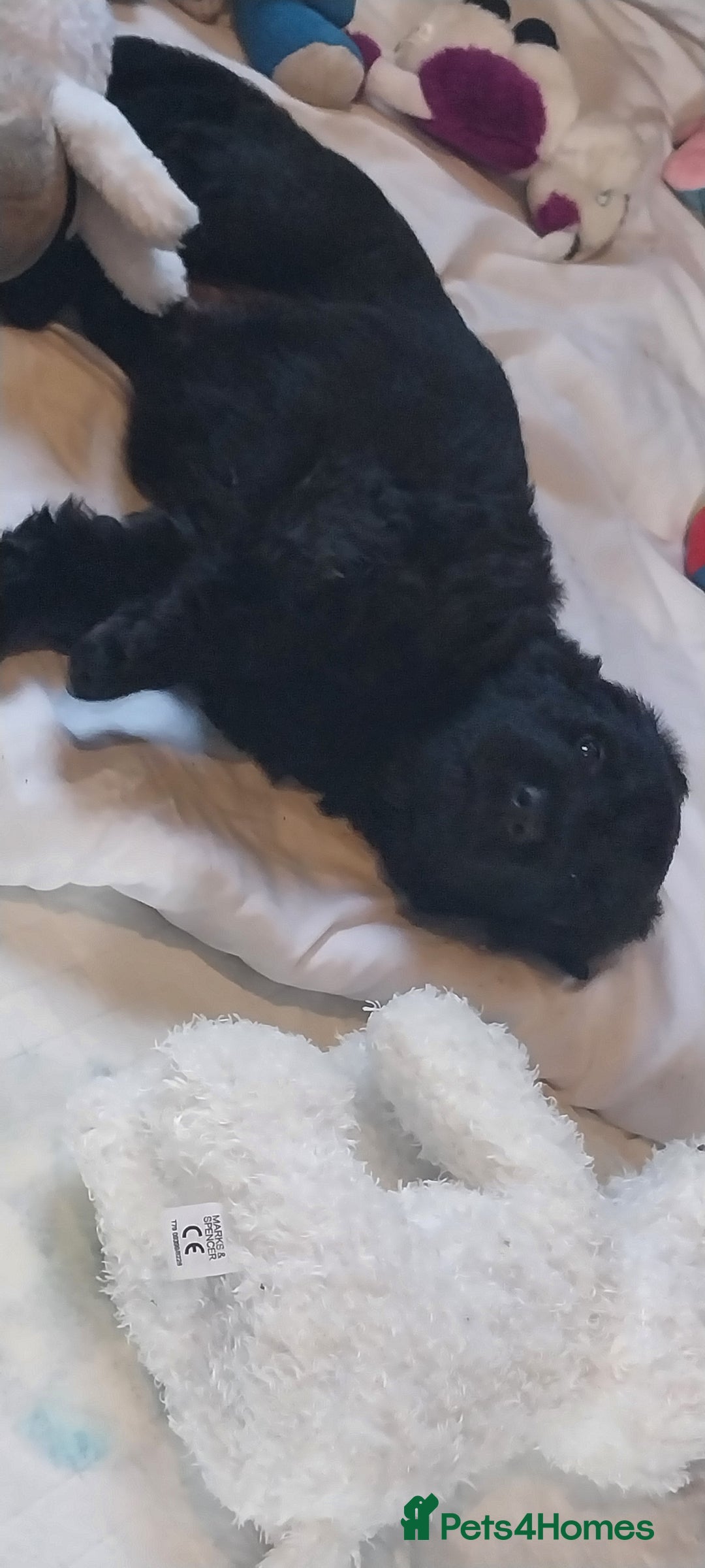 German Shepherd dogs for sale: 2 boy german shepherd puppy's  - Advert 11