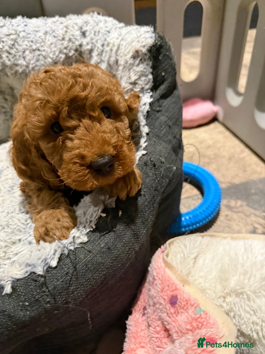 Cockapoo dogs for sale: MINI F1b COCKAPOO Puppies - Advert 24