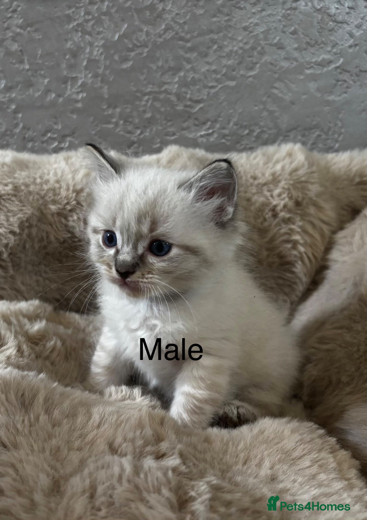 Ragdoll cats Gorgeous ragdoll kittens  - Advert 4
