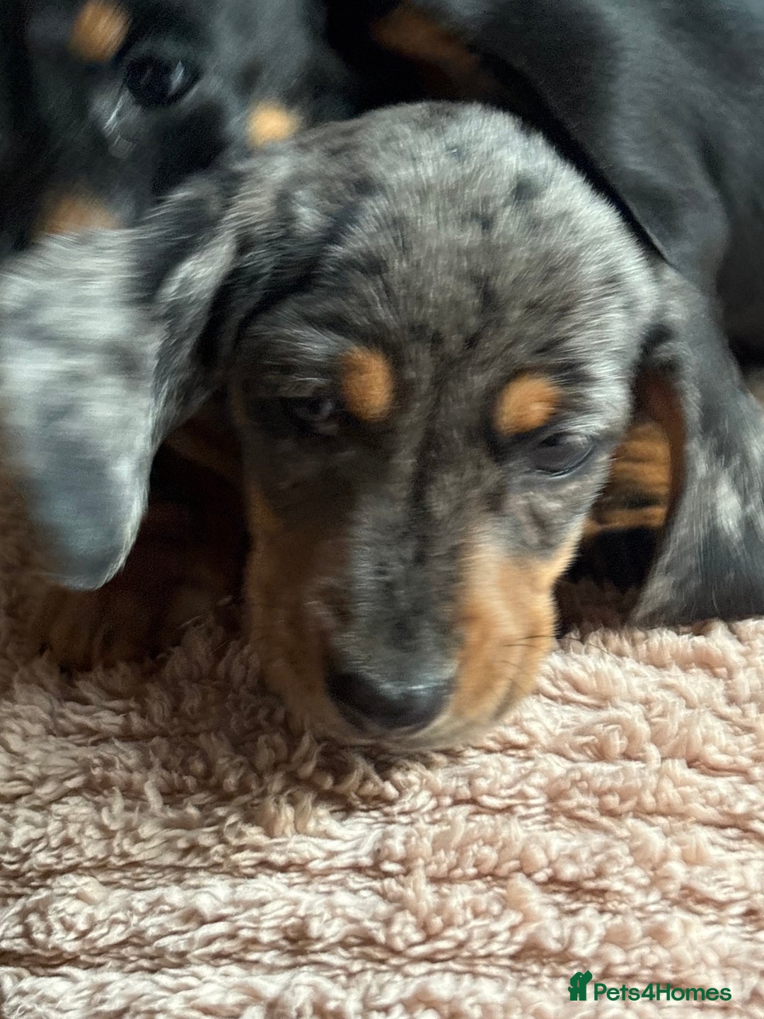Dachshund dogs for sale: ⭐️KC reg miniature ⭐️Ready now litter Dachshunds  - Advert 18