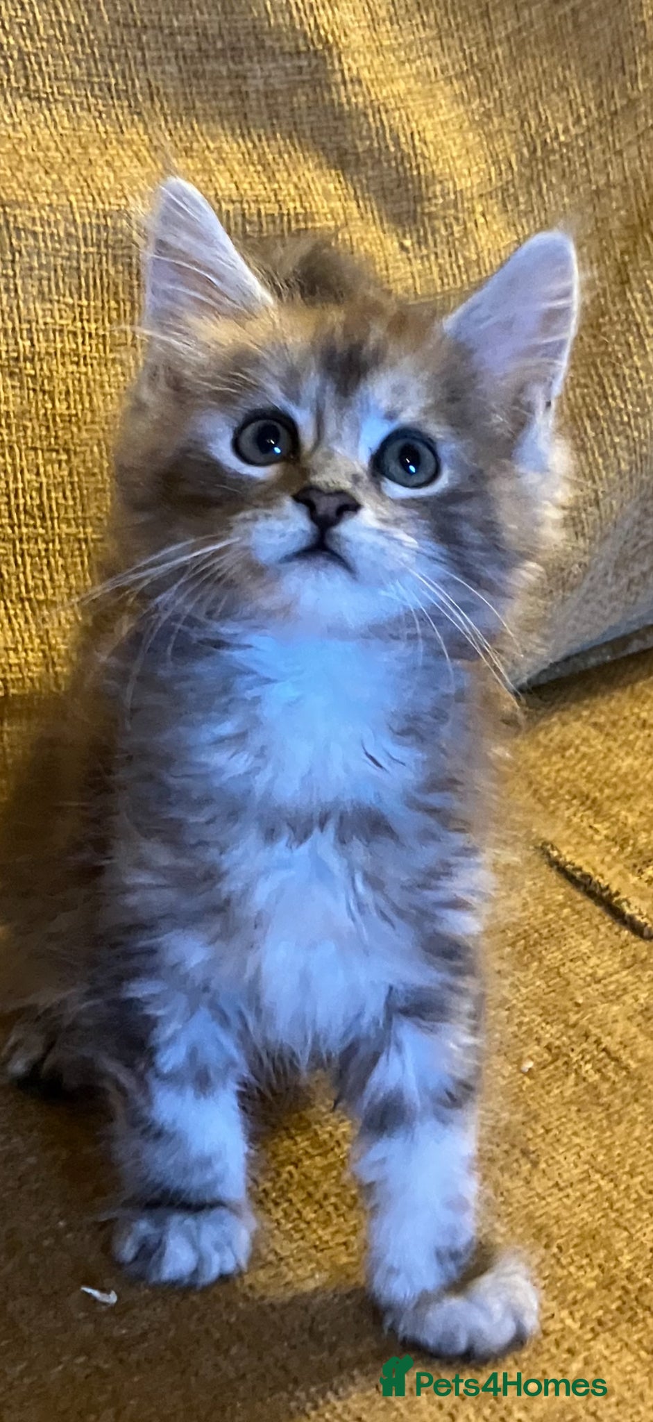 Maine Coon cats Stunning xl Maine coon kittens - Advert 1